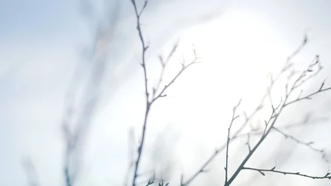 Bare branches of trees close-up Stock Footage 89806750