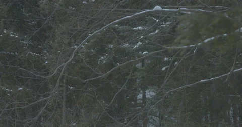 Bare branches of trees in coniferous forest under snowfall Stock Footage 170148131