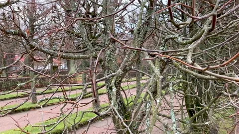 Bare branches of trees in late autumn in the garden, without foliage. Green Stock Footage 168486342