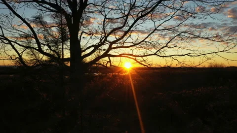 Bare branches of trees in silhouette. The sun in the contour light. Beautiful Stock Footage 144662837