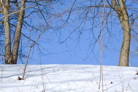 Bare branches of trees on snow-covered hill Stock Photos