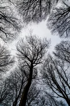 Bare Branches on Trees in Winter Stock Photos