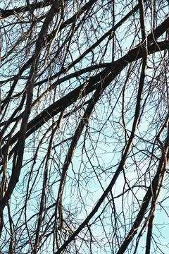 Bare branches of trees, without leaves, against a blue spring sky, autumn Stock Photos