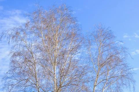 Bare branches of trees, without leaves, against a blue spring sky or autumn Stock-Fotos