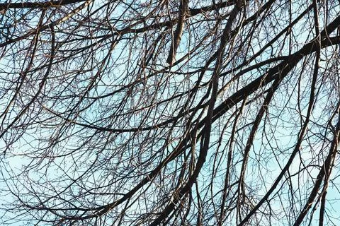 Bare branches of trees, without leaves, against a blue spring sky, autumn Stock Photos