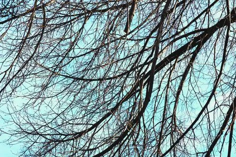Bare branches of trees, without leaves, against a blue spring sky, autumn Stock Photos