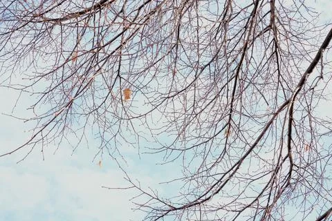 Bare branches of trees, without leaves, against a blue spring sky, autumn Stock Photos