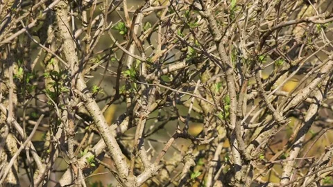 Bare branches &amp; twigs moving in breeze from a leafless tree in early Spring, UK Видео 272470871