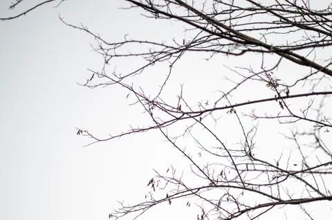 Bare branches with white copyspace Stock-Fotos