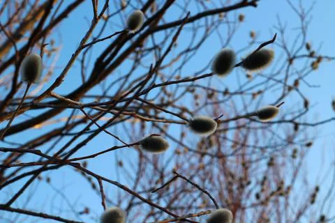 Bare Branches of Willow, sallows and osiers with Fluffy Buds Stock Photos