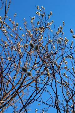 Bare Branches of Willow, sallows and osiers with Fluffy Buds Foto stock