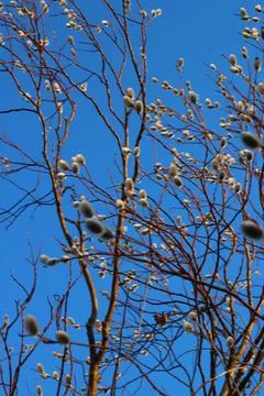 Bare Branches of Willow, sallows and osiers with Fluffy Buds Stock Photos