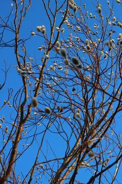 Bare Branches of Willow, sallows and osiers with Fluffy Buds Stock Photos