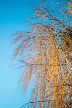 Bare Branches of a Willow Tree Stock Photos