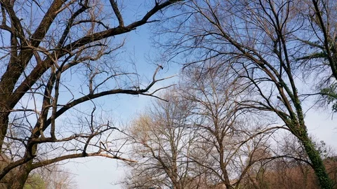 Bare branches in winter against blue sky, on a cold and sunny morning. Stock Footage 127238526