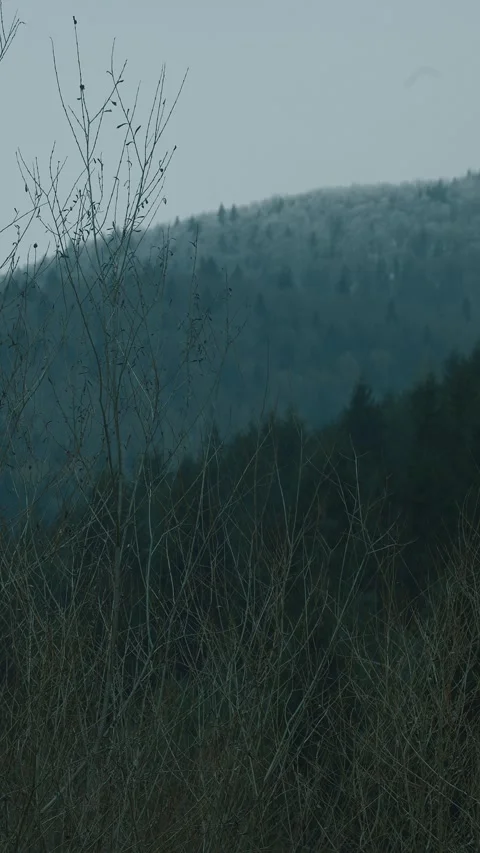 Bare Branches in Winter Forest, Blurred Snowy Mountain Background, loopable Stock Footage 329068209