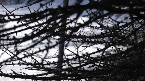 Bare branches in winter. Mountain landscape. Video 4K Video stock 212278421