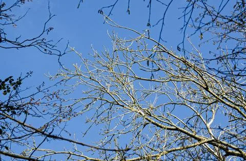 Bare branches in the winter sunshine Stock Photos