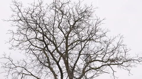Bare branches, Winter trees, Empty trees, Leafless trees Vídeo Stock 286987889