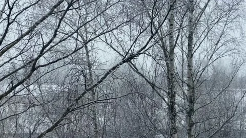 Bare breeches in snow. Snowing in forest, woodland. Winter. New Year Christmas Video stock 192877146