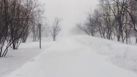 Bare brown tree silhouettes waved by blizzard wind by road 스톡 동영상 128763298