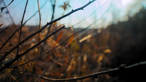 Bare bush branches against grass Stockbeeldmateriaal 168058419