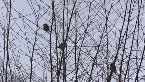 Bare bush branches in winter with birds - snow in background Stock Footage 148918236