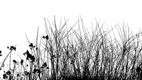 Bare bush branches in winter - black silhouette isolated on white background Stock Footage 148919395
