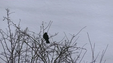 Bare bush branches in winter with blackbird - snow in background Stock Footage 148916635