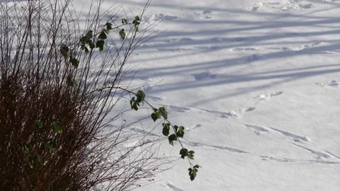 Bare bush branches in winter - snow ground, wind, shadows - wintry background Stock Footage 151950688