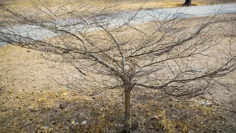 Bare bush Stock Photos