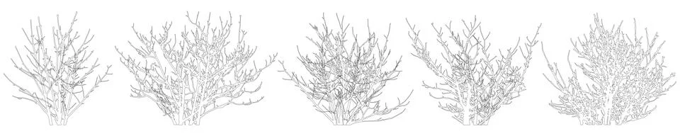 Bare bush set, contours. Vector illustration Stock Illustration