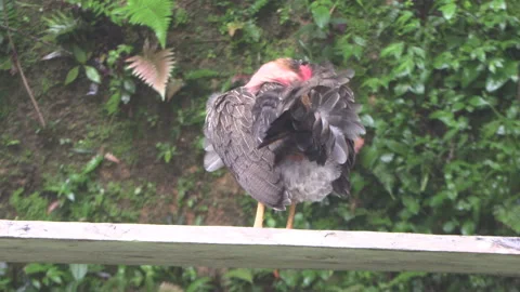 Bare-butted gray hen perched on a white board, scratching Stock Footage 160277424