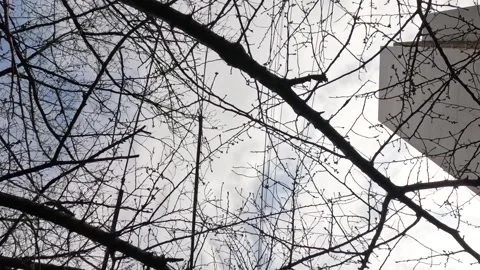 Bare Cherry Blossom Tree Branches Against Sky in Tokyo Stock Footage 341838832
