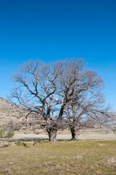 Bare chestnut trees Stock Photos