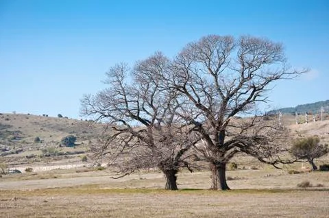 Bare chestnut trees Stock Photos