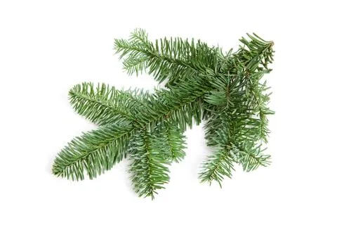 Bare christmas twig Foto stock
