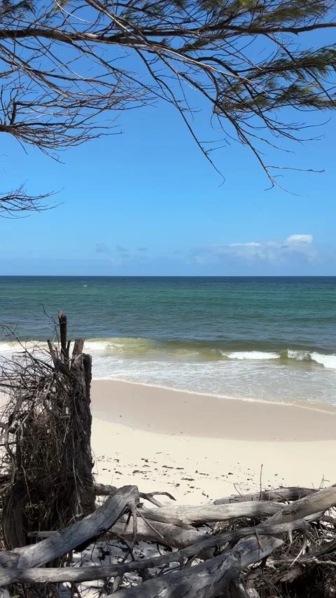 Bare coastal trees and white sand beach pan shot, Barbados Caribbean Stock Footage 337053161