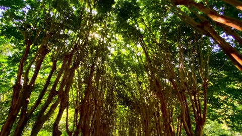 Bare Crape Myrtle Trees in Georgia Mountains, Slow Motion Shot In 4K Stock Footage 138234268