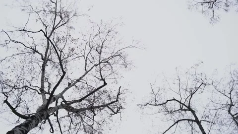 Bare crowns and branches trees against background gray winter sky Stock Footage 226419802