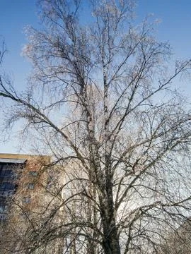 Bare crowns of trees in the dew. Stock Photos