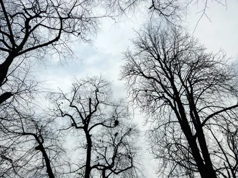 Bare dark trees with flock of black crow birds silhouettes at distanse Stock-Fotos
