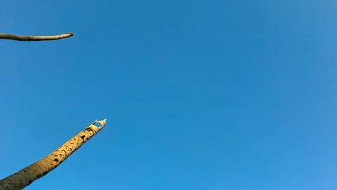 Bare Dead Palm Tree Trunks Pointing into Clear Blue Sky Stock Photos