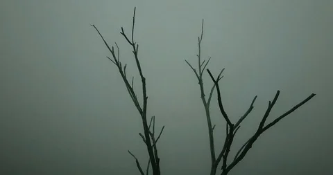 Bare dead tree among treetops in fog Stock Footage 94497630
