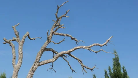 Bare Dead Tree Branches Against a Clear Blue Sky, Minimalist Natural Texture Stock Footage 336960491