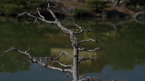 Bare dead tree branches against pond at Kinkaku-ji garden Japan Stock Footage 337912552