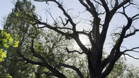 Bare dead tree branches silhouetted against sun panning Video stock 334760195