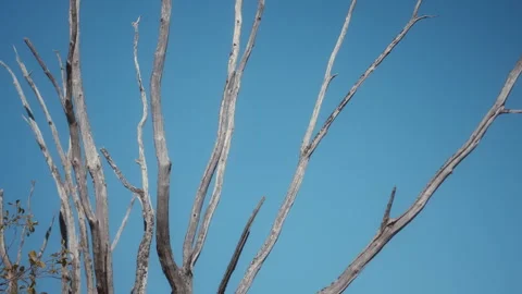Bare dead tree branches stretching up against a clear blue sky Stock Footage 337737205