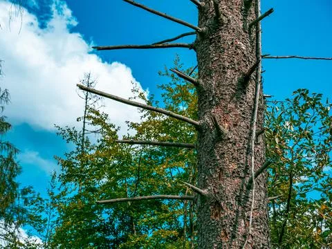 A bare dead tree with broken branches Stock-Fotos