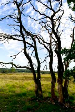 Bare dead tree on the heather Stock Photos